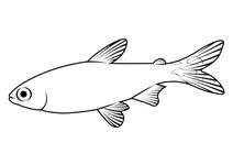 Рудоноса тетра (hemigrammus rhodostomus)