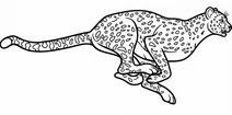 Running cheetah in motion