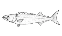 Ruvettus pretiosus (масляна риба)