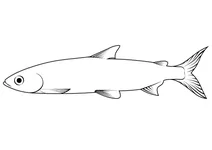 Ряпушка (coregonus albula)