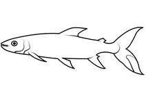 Риба голіаф (hydrocynus goliath)