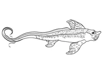 Риба-кролик (chimaera monstrosa)