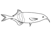 Риба слон (gnathonemus petersii)