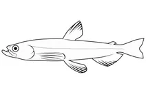 Риба-свічка (thaleichthys pacificus)