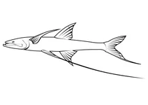 Риба-тринога (bathypterois grallator)