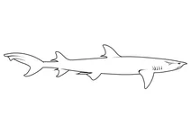 Рифова акула білопера (triaenodon obesus)