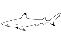 Рифова акула чорнопера (carcharhinus melanopterus)