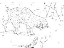 Рись руда або бобкет