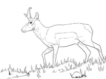 Самець вилорога