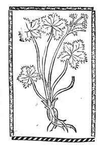 Санікель, 1500