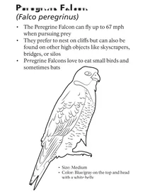 Сапсан (falco peregrinus)