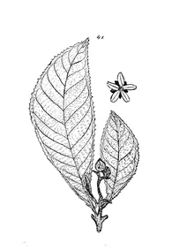saurauja andreana