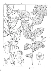 sauropus retroversa та sauropus gardneriana