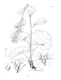 saxifraga nelsoniana