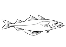 Сайда (pollachius pollachius)