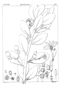 scaevola uvifera