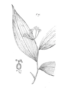 schelhammera pedunculata