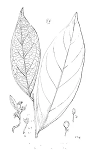 schistocarpaea johnsonii