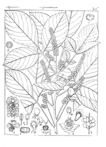 schmidelia cobbe
