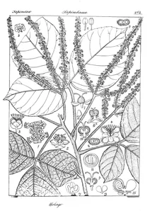 schmidelia rheedii та molago marum