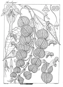 schmidia bicolor