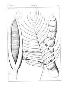 scindapsus decursivus та pothos decursivus