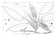 scindapsus officinalis та pathos officinalis