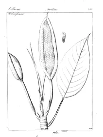 scindapsus peepla та pothos peepla