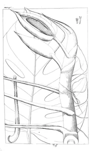 scindapsus pertusus та pothos pertusa