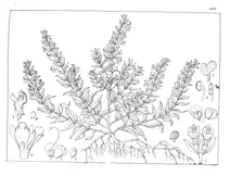 scutellaria rivularis
