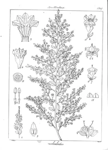 seddera evolvuloides