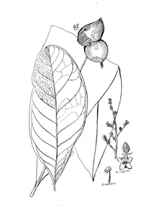 semecarpus australiensis