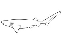 Семизяброва акула широконоса (notorynchus cepedianus)