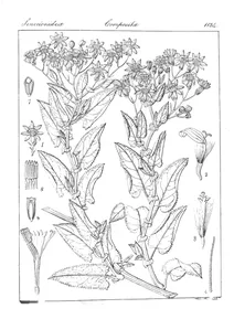 senecio candicans