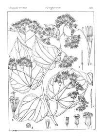 senecio corymbosus