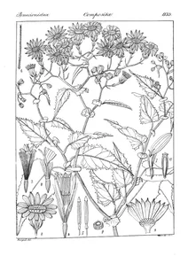 senecio intermedius