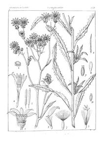 senecio neilgherianus