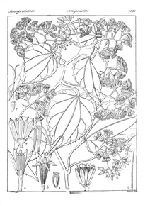 senecio walkeri
