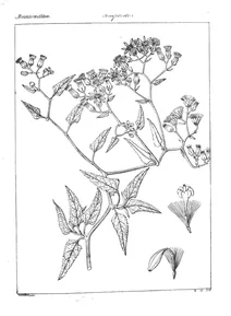 senecio wightianus