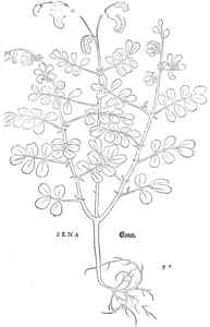 Сенна