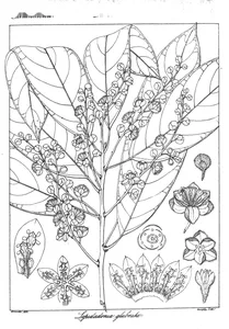 sepidadonia glabrata