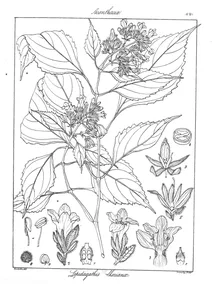 sepidagathis walkeriana