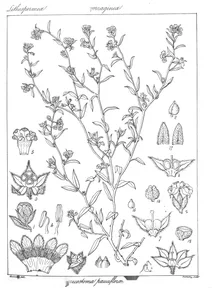 sericostoma pauciflora