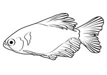 Tetra