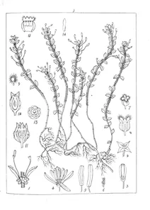 serpecula hirsuta