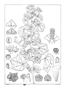 serraea incana