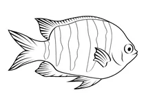Сержант-майор (abudefduf saxatilis)