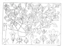 sesamum laciniatum