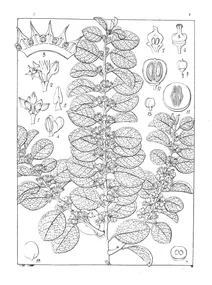 seutia rheediana