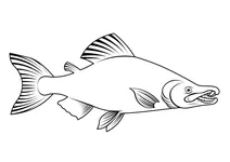 Шаблезубий лосось (oncorhynchus rastrosus)